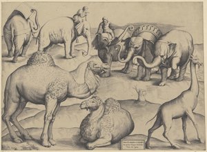 Olifanten, dromedarissen en een giraffe
