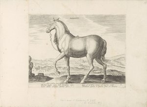 Paard uit Albanië