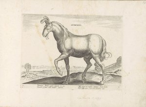 Paard uit Armenië