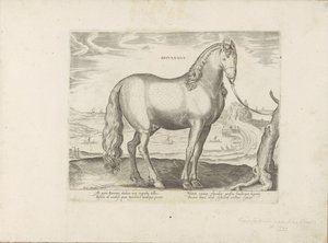 Paard uit Bretagne (Brittanus)