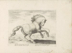 Paard uit Denemarken