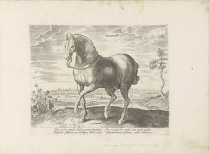 Paard uit Gelre