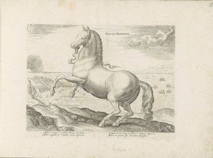 Paard uit Spanje