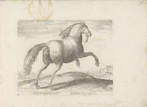 Paard uit Spanje