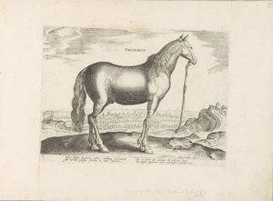 Paard uit Thessalië