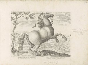Paard uit Toscane