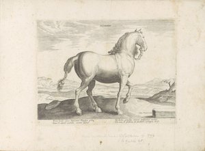 Paard uit Vlaanderen