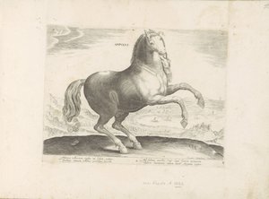 Paard uit Zuid-Italië