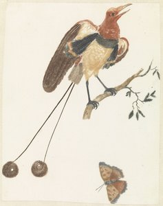 Paradijsvogel en vlinder door Anonymous