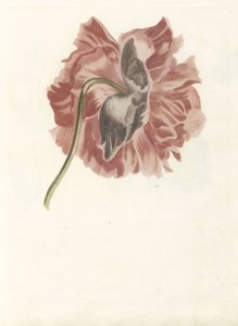 Pioenroos