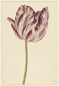 Rood-witte tulp