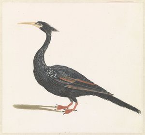 Slangenhalsvogel door Anonymous