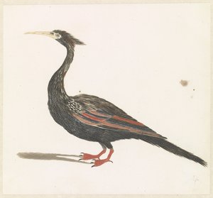Slangenhalsvogel door Anonymous