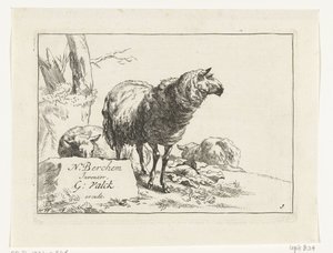 Staand schaap en twee liggende schapen
