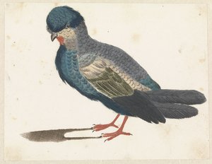 Staande vogel naar links, mogelijk een duif