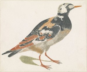 Steenloper