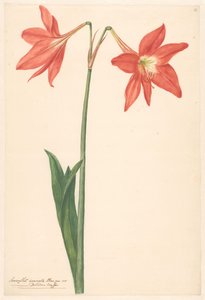 Tak van rode amaryllis