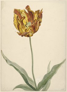 Tulp