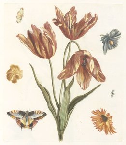 Tulpen, andere bloemen, vlinders en een vlieg