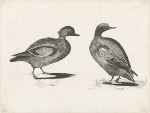 Twee eenden