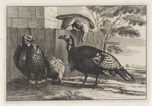 Vier kalkoenen