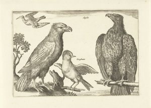 Vier vogels Vogels (serietitel) Avivm Vivae (serietitel)