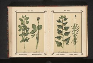 Wegedoorn en waterdrieblad door Anonymous