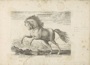 Wild paard