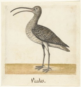 Wulp