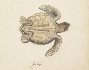 Zeeschildpad (Lombard album)