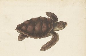 Zeeschildpad