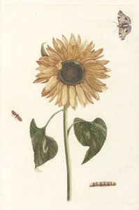 Zonnebloem, rups en twee vlinders