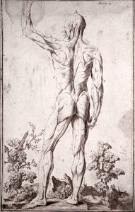 Anatomische studie van het menselijke spierstelsel (gravure) door Anonymous Anonymous