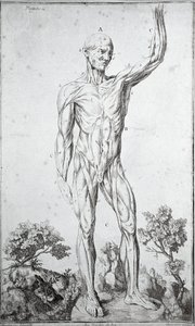 Anatomische studie van het menselijke spierstelsel