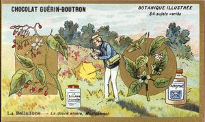 Belladonna: de zoete bittere, medicijn. Gravure (chromo). Reclamechromolithografie voor Guerin-Boutron chocolade, eind 19e eeuw. Botanische serie