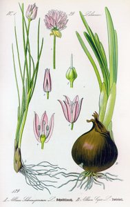 Botanische plaat: Allium schoenoprasum (bieslook) en allium cepa (ui). Plaat 29. Privécollectie door Anonymous Anonymous