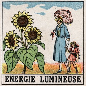 Lichtenergie: zonnebloem wordt beïnvloed door zonlicht. Anonieme illustratie uit 1925. Privécollectie. door Anonymous Anonymous