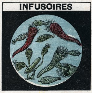 Lichtprojectie: gebruik van een projectielantaarn om infusoriën te observeren. Anonieme illustratie uit 1925. Privécollectie. door Anonymous Anonymous