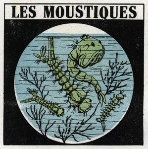 Lichtprojectie: gebruik van een projectielantaarn om muggenlarven te observeren. Anonieme illustratie uit 1925. Privécollectie. door Anonymous Anonymous