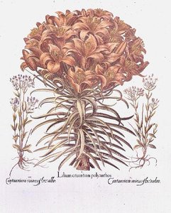 Lelie en Centaurea, Duits door Anonymous Anonymous