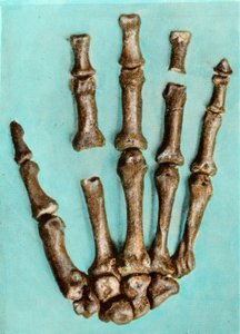 Rechterhand van een vrouwelijk skelet van de prehistorische vindplaats van Ferrassie in Dordogne uit het Midden-Paleolithicum. Gravure. Privécollectie door Anonymous Anonymous