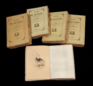 De volledige werken van Buffon (1707 - 1788) - privécollectie door Anonymous Anonymous