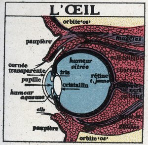 Het oog: dwarsdoorsnede van een menselijk oog. Anonieme illustratie uit 1925. Privécollectie. door Anonymous Anonymous
