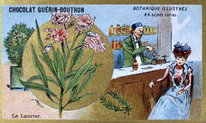 De laurier. Gravure (chromo). Reclamechromolithografie voor Guerin-Boutron chocolade, eind 19e eeuw. Illustree Botanische Serie.