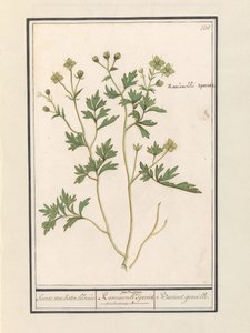 Boterbloem (Ranunculus)