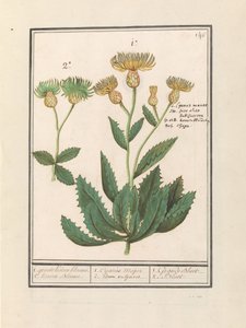 Centauri (Centaurea) 1. groote Koorn bloeme. 2. Koorn Bloeme