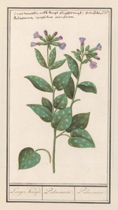 Gevlekt longkruid (Pulmonaria officinalis)