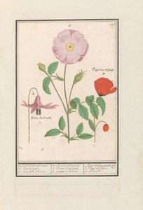 Hondstand (Erythronium), wilde roos (Rosa) en een klaproos (Papaver) door Anselmus Boëtius de Boodt