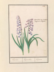 Hyacint (Hyacinthus orientalis) door Anselmus Boëtius de Boodt