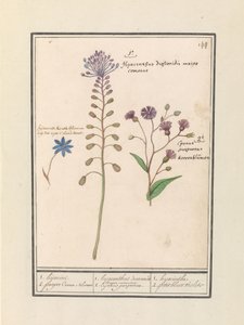 Kuifhyacint (Muscari comosum) en korenbloem (Centaurie) door Anselmus Boëtius de Boodt